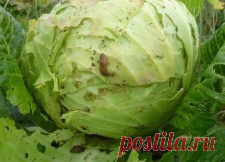 МОЙ САД |Дача, загородный дом, огород, растения