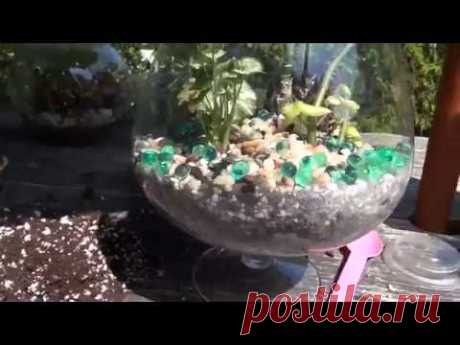 Флорариум-год спустя + Делаем новый Флорариум