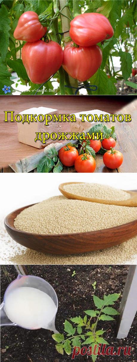 Дрожжевая подкормка для помидор. 7 рецептов подкормки помидор дрожжами. | Красивый Дом и Сад
половину литра вытяжки из куриного помета; 5 ст. ложек сахарного песка; пол литровую банку древесной золы; ведро воды (10 литров).

Источник: https://www.dom-v-sadu.ru/drozhzhevaya-podkormka-dlya/ © Dom-v-sadu.ru