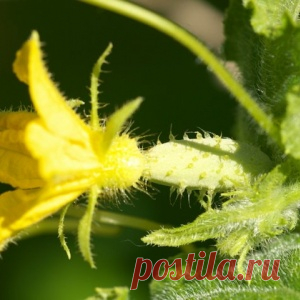 6 причин, почему огурцы дают плохой урожай - МирТесен