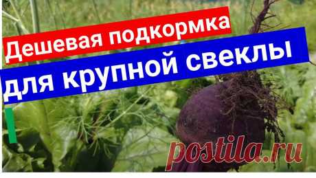 Чем подкормить свеклу в августе для крупных плодов.Делаем меловую болтушку- любимое удобрение свеклы