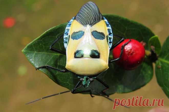 Самые причудливые существа на планете (часть 15) Продолжаем знакомиться с необычными животными из разных уголков земного шара. Итак встречайте: жук-вонючка с человеческим лицом, огненная саламандра, красный бархатный муравей, морской петух, стеклянная бабочка …