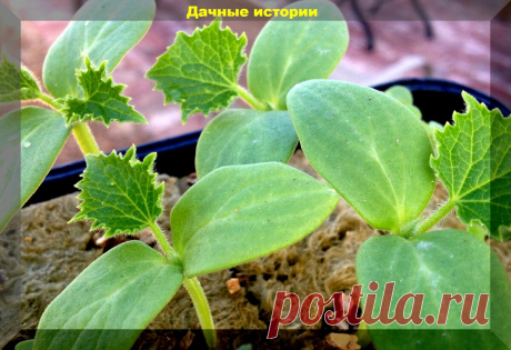 Рассада огурцов от "А до Я": выращиваем крепкую рассаду огурцов без особых проблем | Дачные истории | Яндекс Дзен