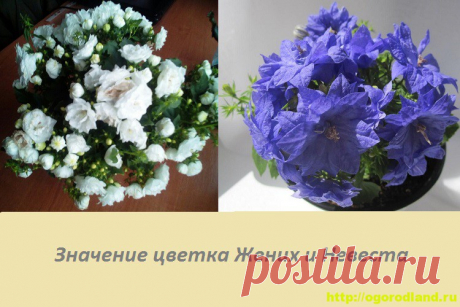 Цветок Жених и Невеста (Кампанула). Приметы и поверья — Сад и огород