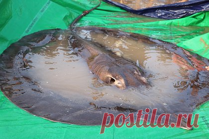 Рыбак поймал 250-килограммового ската после двух часов борьбы. В Аргентине 42-летний рыбак Андрес Уилчен поймал огромного ската после двух часов борьбы. Мужчина заявил, что мог бы упасть в воду, если бы катер, на котором он рыбачил, не был пришвартован. Вес пойманного ската составил 250 килограммов. По словам рыбака, это самая крупная рыба, которую ему довелось поймать.