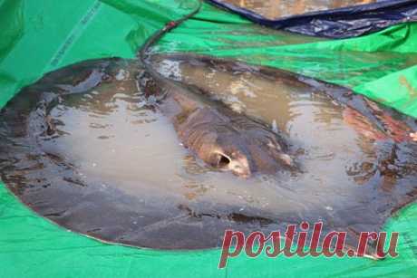 Рыбак поймал 250-килограммового ската после двух часов борьбы. В Аргентине 42-летний рыбак Андрес Уилчен поймал огромного ската после двух часов борьбы. Мужчина заявил, что мог бы упасть в воду, если бы катер, на котором он рыбачил, не был пришвартован. Вес пойманного ската составил 250 килограммов. По словам рыбака, это самая крупная рыба, которую ему довелось поймать.