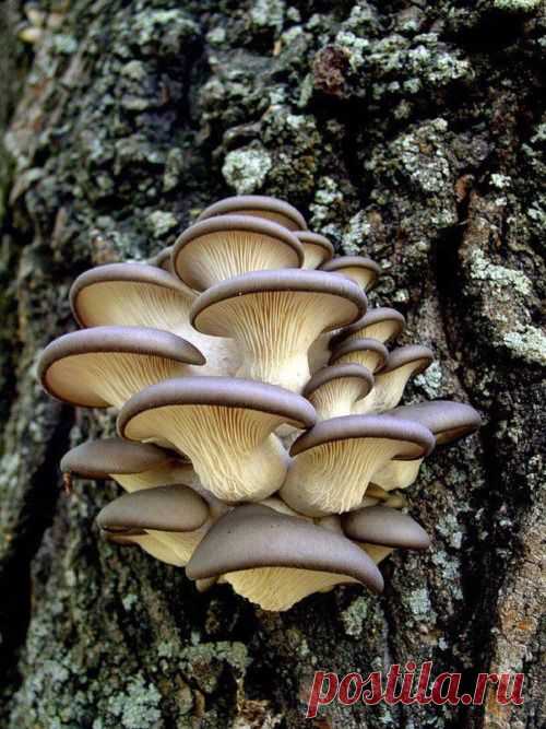 Feuilles Tomber