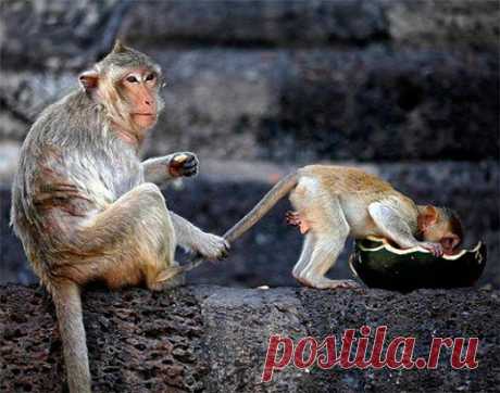 Под присмотром)