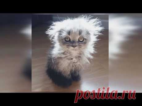 Женщине подарили косматого котёнка,  а через год питомец сильно изменился и удивил свою хозяйку