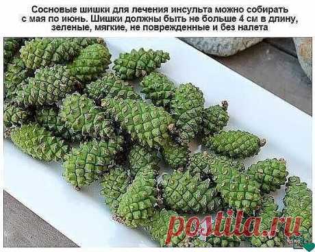 Сосновые зелёные шишки для профилактики инсульта