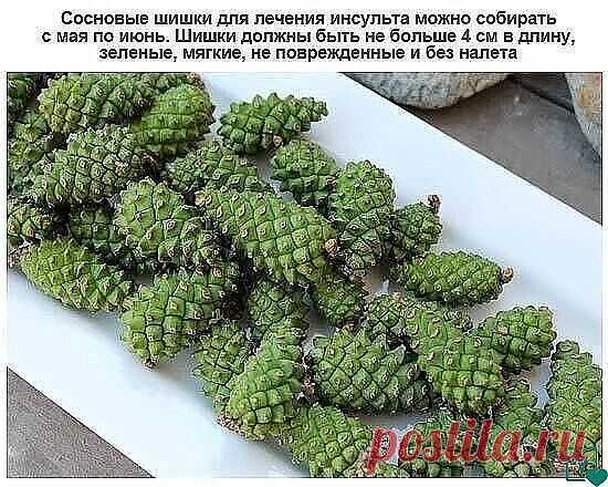 Сосновые зелёные шишки для профилактики инсульта