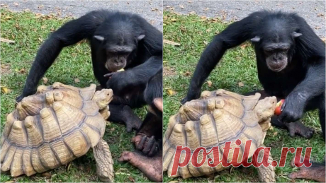 Em gesto solidário chimpanzé divide a sua comida, alimentando tartaruga na boca; confira Os animais são incríveis e essa história prova isso!