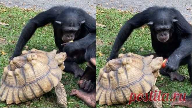 Em gesto solidário chimpanzé divide a sua comida, alimentando tartaruga na boca; confira Os animais são incríveis e essa história prova isso!