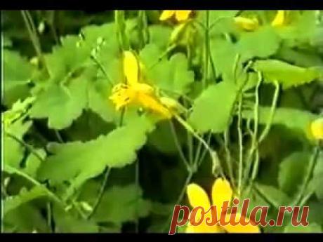 Чистотел. Свойства. Применение. Лечение. Противопоказания | Блог Ирины Зайцевой