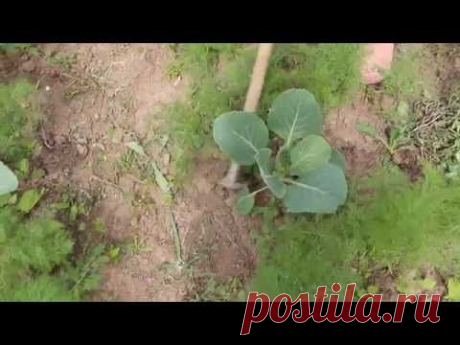 Что стало с КАПУСТОЙ ПОД БУТЫЛКАМИ?!