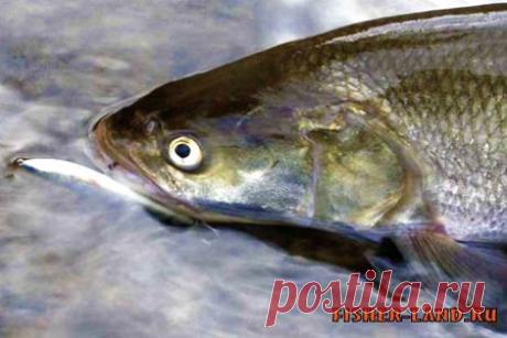 Жерех на ультралайт | НА РЫБАЛКУ !!!!