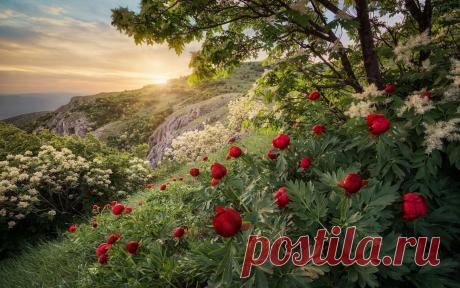 Скачать обои Закат, Цветы, Горы, раздел пейзажи в разрешении 2560x1600