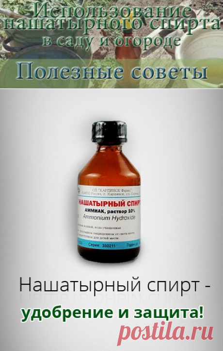 Нашатырный спирт в борьбе с вредителями растений! » Женский Мир