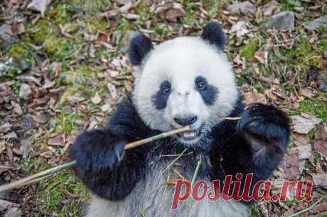 Как выращивают панд в провинции Сычуань