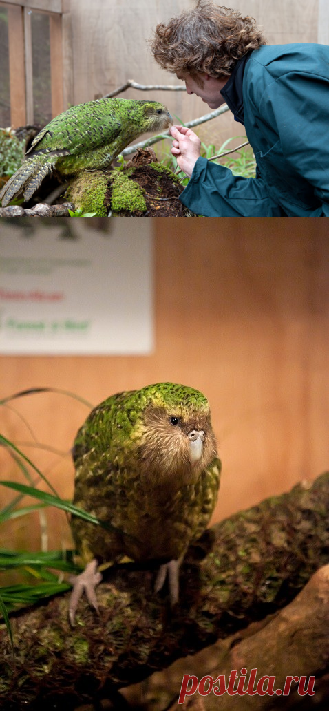 Какапо — самый удивительный из попугаев — Наука и жизнь