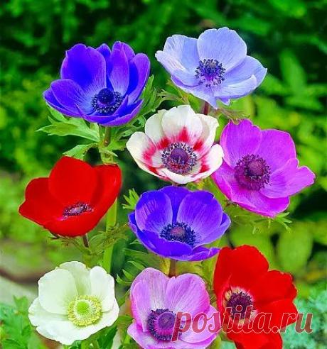 Анемоны.