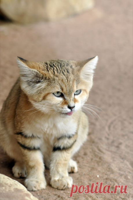 Member Photos: Arabian Sand Cat
