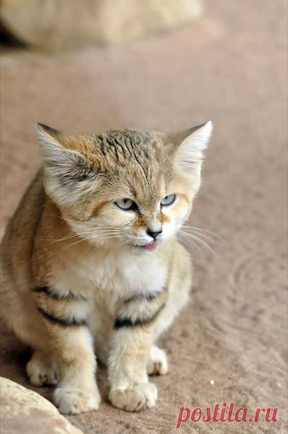 Member Photos: Arabian Sand Cat