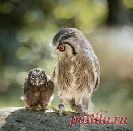 Смешные:) #природа #птицы #birds #owl