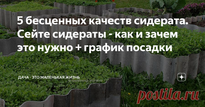 5 бесценных качеств сидерата. Сейте сидераты - как и зачем это нужно + график посадки Сейте сидераты – эти зеленые помощники оздоровления почвы исцеляют и обогащают вашу почву. Посадите их осенью и они помогут вам вырастить здоровые растения. Посеять любой из сидератов достаточно и один раз за сезон. Но рекомендованные сроки 2 раза — в конце лета и перед началом дачного сезона. Хотя, как показывает практика, сеять #сидераты можно на протяжении всего сезона. При этом не обя...