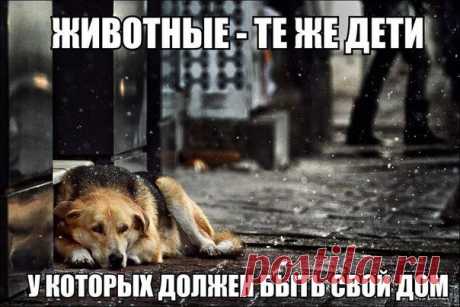 (20) Твиттер