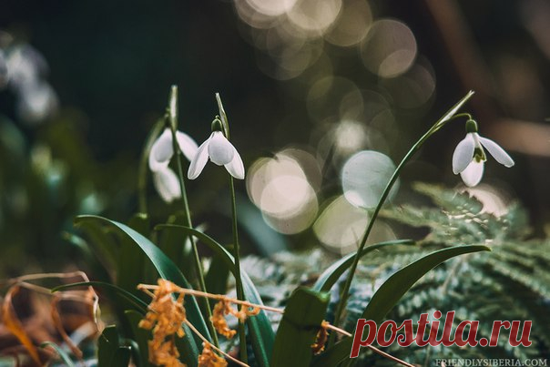 Фото дня. Подснежники в Батуми.