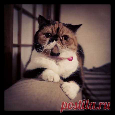 meow~ #meme | Flickr - Photo Sharing!