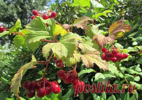 Пусть растет в саду дерево калина