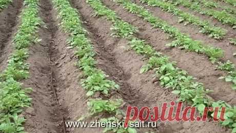 Секреты выращивания картофеля