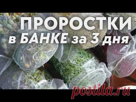 Ростки за 3 дня  в банке ! простая  пошаговая технология проращивания Зеленый шеф  микрозелень
