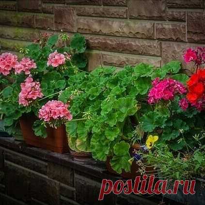 Чтобы герань пышно цвела круглый год.
