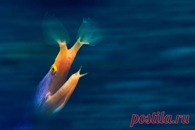 Удивительный водный мир — Мания.инфо