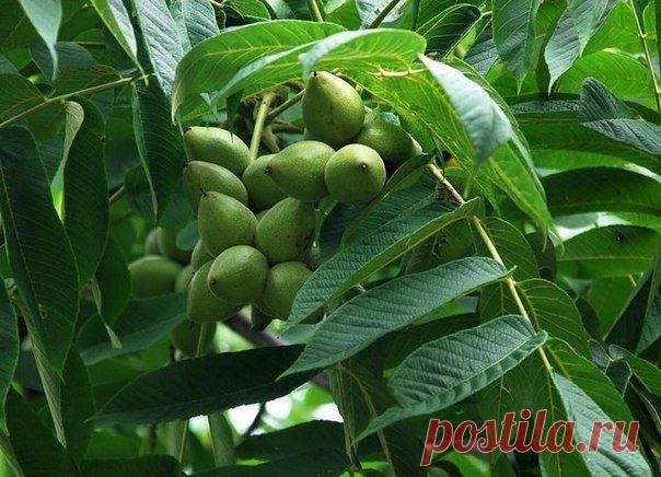 КАК ПРАВИЛЬНО ОБРЕЗАТЬ ГРЕЦКИЙ ОРЕХ