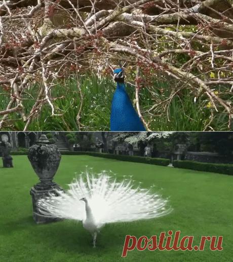 Павлины