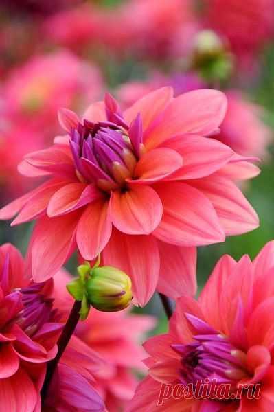 Amazing Stuffz: In the Garden