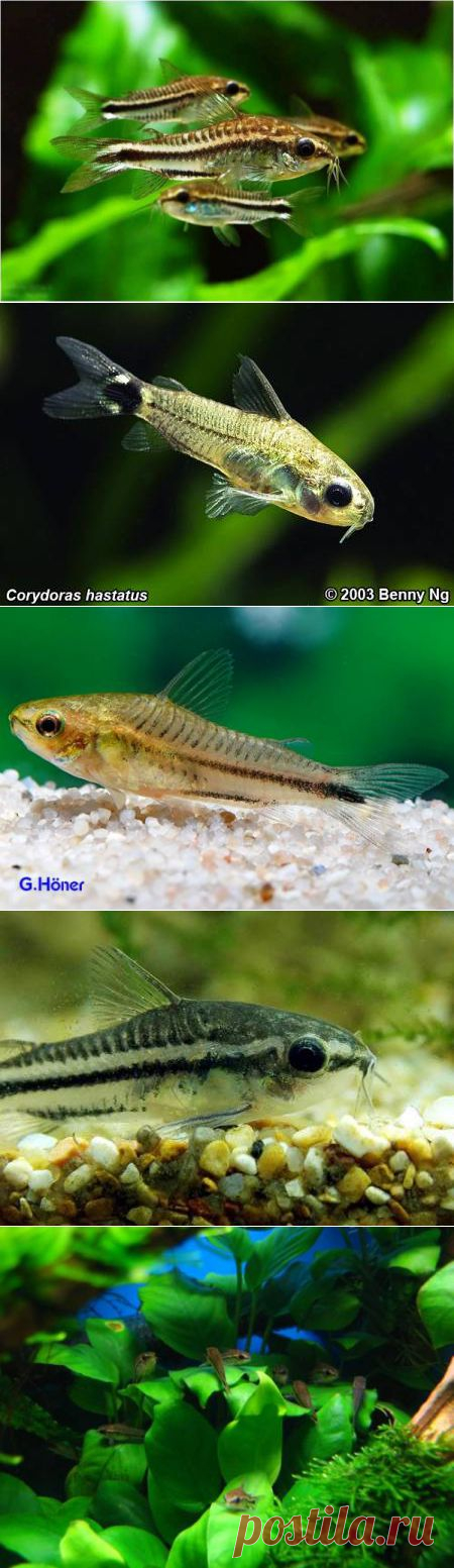 Коридорас пигмей (Corydoras pygmaeus) - Сомы - Аквариумные рыбки - содержание и разведение