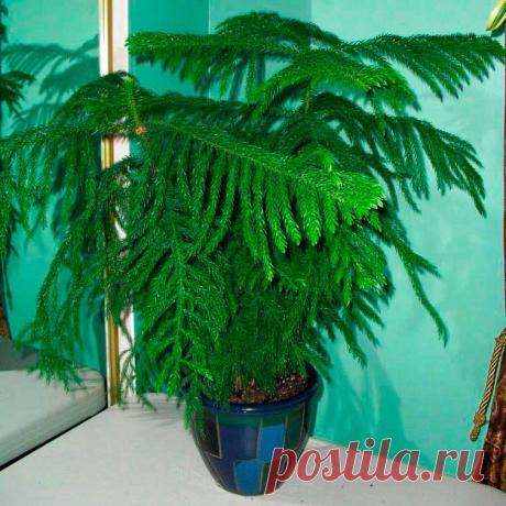 Комнатное растение Араукария (Araucaria). В культуре выращивается всего один вид - араукария разнолистная (A.heterophylla). При выращивании в комнатных условиях высота араукарии редко превышает 1,5 м, при этом они испытывают сложности с размножением. Для этой цели обычно используют верхушечные черенки, которые срезают в середине лета. Для размножения рекомендуется использовать стимулятор роста корней. Черенки укореняют при температуре почвы не ниже 25 0 С.
