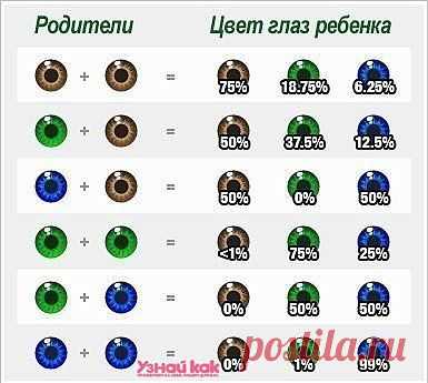 Глаза какого цвета будут у вашего ребенка? | Упрости себе жизнь