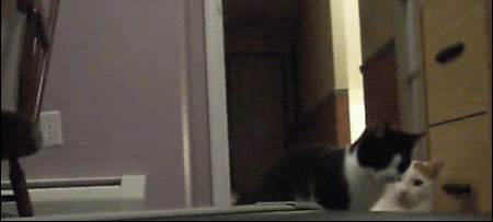 Милые кошачьи испуги / Питомцы