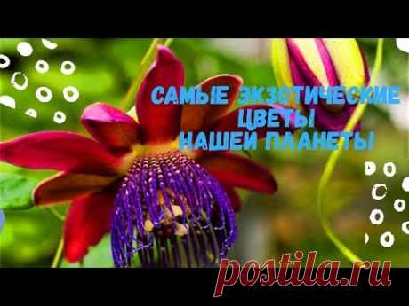 Таких цветов вы не видели! Экзотические цветы нашей планеты