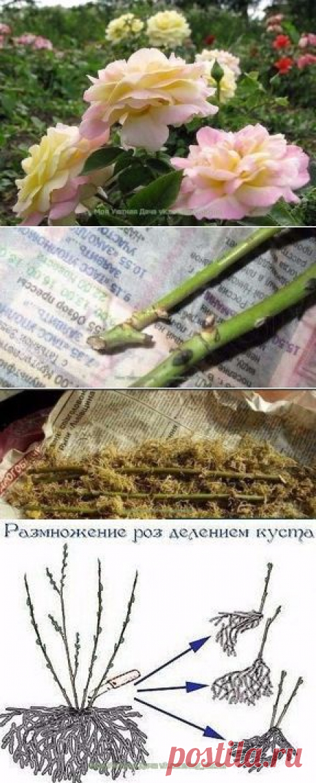 СЕКРЕТ УКОРЕНЕНИЯ ЧЕРЕНКОВ РОЗ В ГАЗЕТЕ!