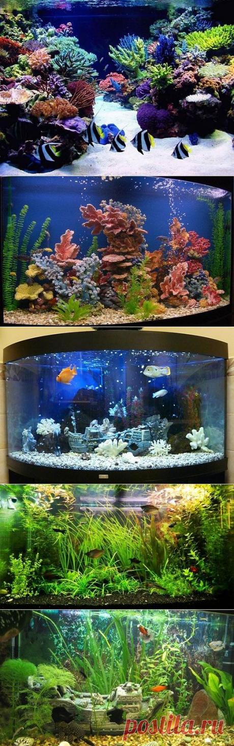 Красивый аквариумный дизайн у себя дома