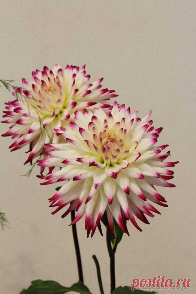 Король осени- Георгин