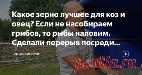 Какое зерно лучшее для коз и овец? Если не насобираем грибов, то рыбы наловим. Сделали перерыв посреди недели