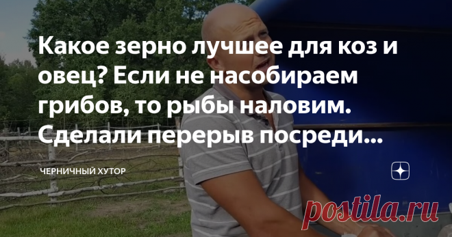 Какое зерно лучшее для коз и овец? Если не насобираем грибов, то рыбы наловим. Сделали перерыв посреди недели